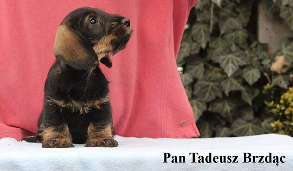 Tadeusz Pic